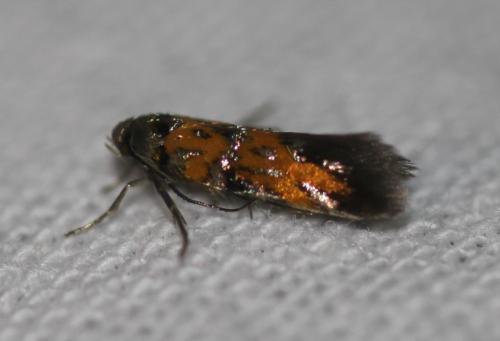 Réf. 326 560 : Chrysoesthia drurella
